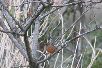 Brown-headed Thrush Nagahama Park Fri, 4/20/2012