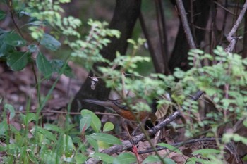 Brown-headed Thrush Nagahama Park Fri, 4/20/2012