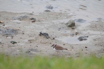 Little Ringed Plover Nagahama Park Fri, 4/20/2012