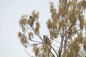 Chestnut-cheeked Starling Nagahama Park Fri, 4/20/2012