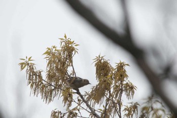 Chestnut-cheeked Starling Nagahama Park Fri, 4/20/2012