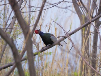 Green Pheasant 淀川河川公園 Thu, 4/8/2021