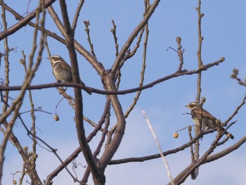 Dusky Thrush 淀川河川公園 Thu, 4/8/2021