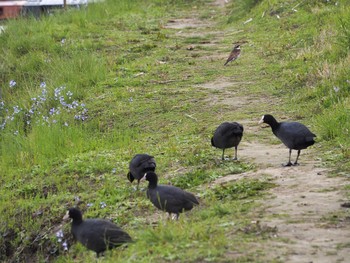 オオバン 淀川河川公園 2021年4月8日(木)