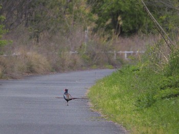 Green Pheasant 淀川河川公園 Thu, 4/8/2021