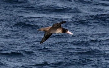 アホウドリ 場所が不明 撮影日未設定