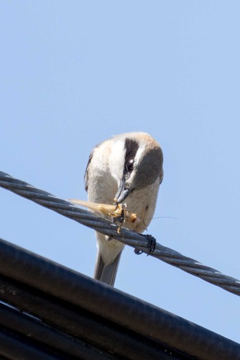 2021年4月7日(水) 南郷洗堰(瀬田川洗堰)の野鳥観察記録