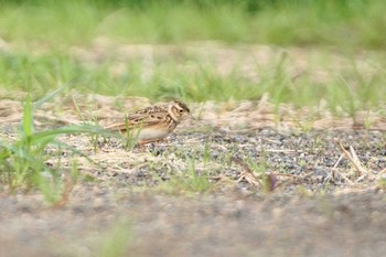 ヒバリ 多摩川 2021年4月6日(火)