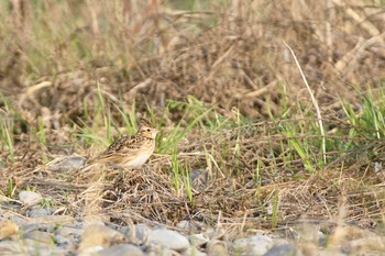 ヒバリ 多摩川 2021年3月31日(水)