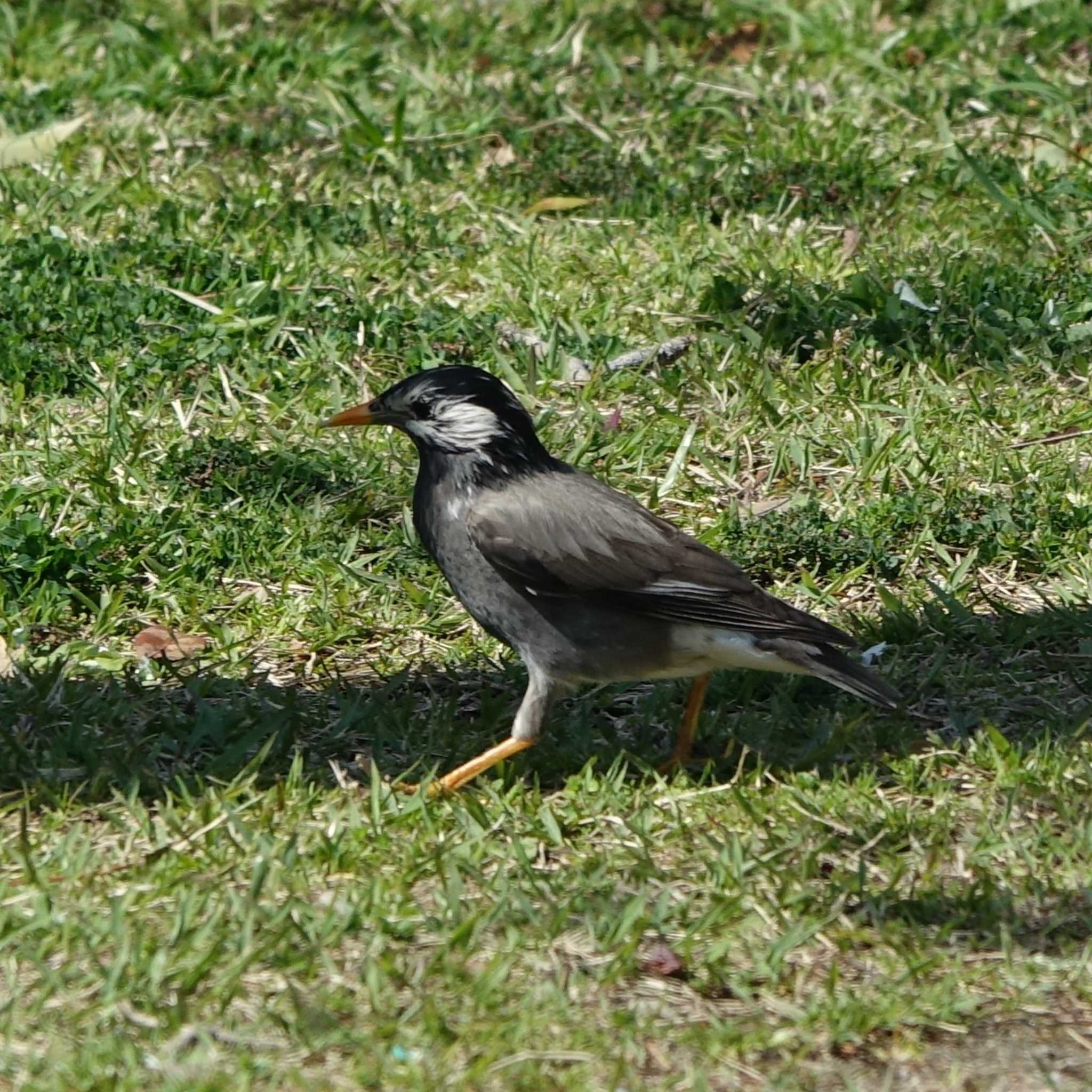 ロクハ公園(滋賀県草津市) ムクドリの写真 by bmont520