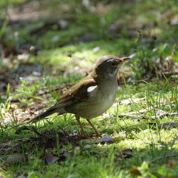 2021年4月9日(金) ロクハ公園(滋賀県草津市)の野鳥観察記録