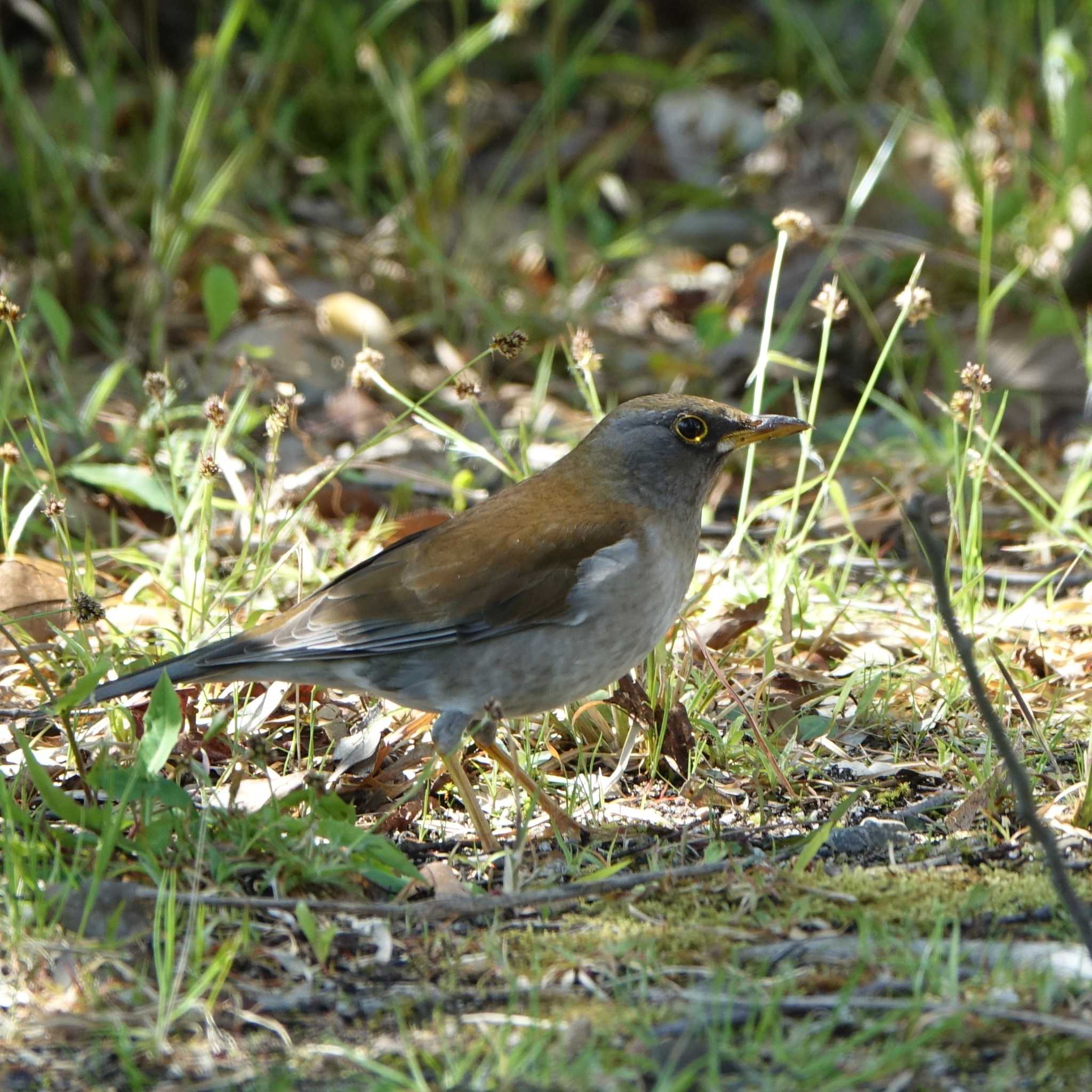 ロクハ公園(滋賀県草津市) シロハラの写真