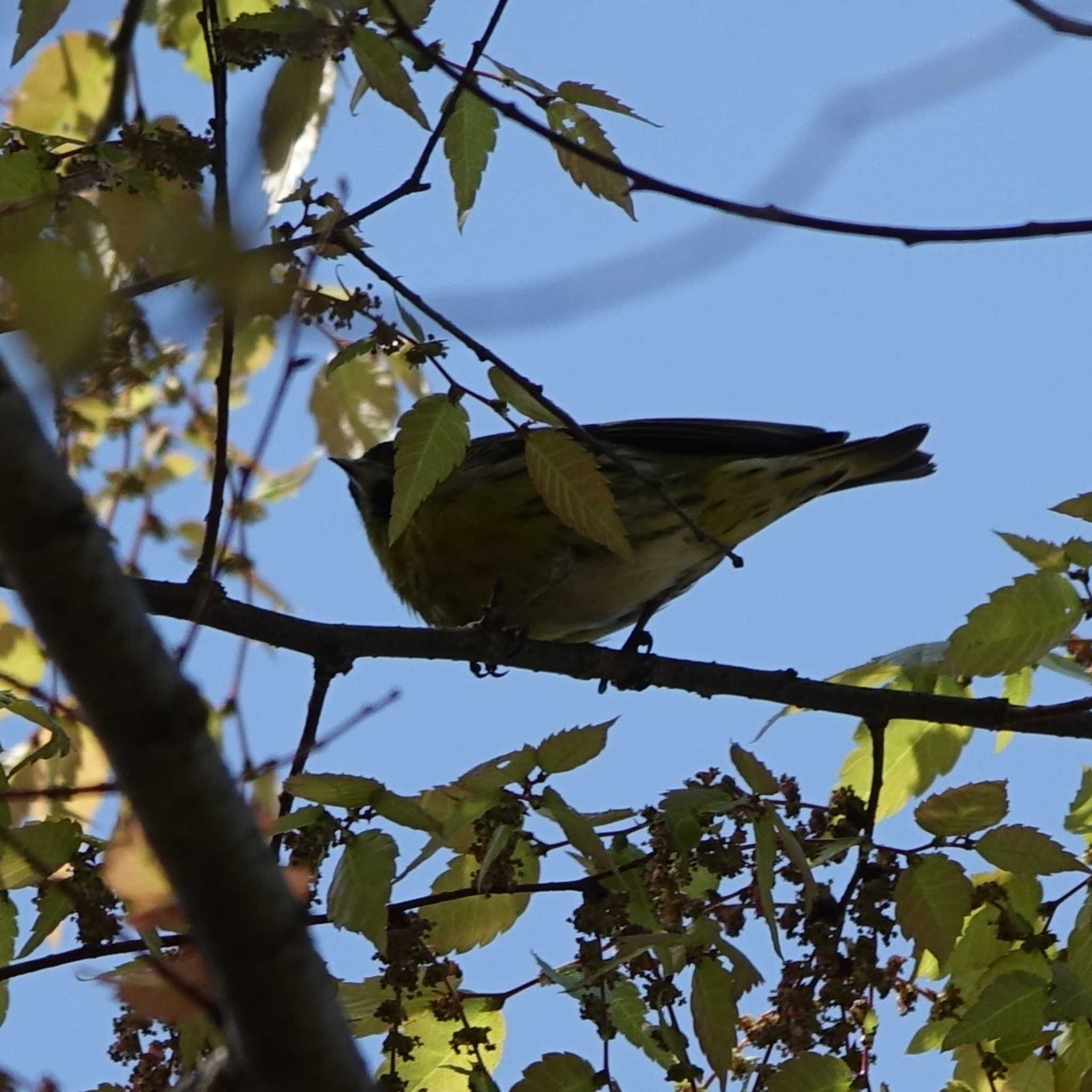 ロクハ公園(滋賀県草津市) マヒワの写真