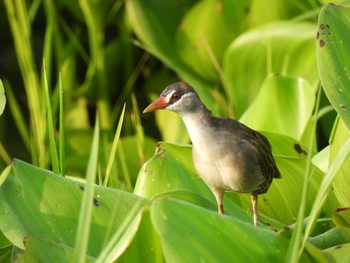 2021年4月9日(金) Bang Phra Non-Hunting areaの野鳥観察記録