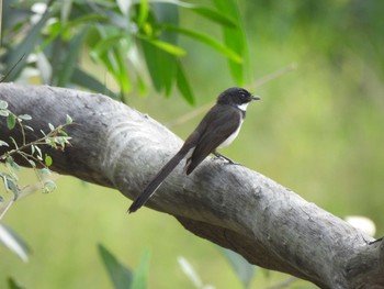 ムナオビオウギビタキ Bang Phra Non-Hunting area 2021年4月9日(金)