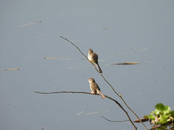 Plain Prinia Bang Phra Non-Hunting area Fri, 4/9/2021