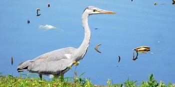 2021年4月7日(水) 不忍池(上野恩賜公園)の野鳥観察記録