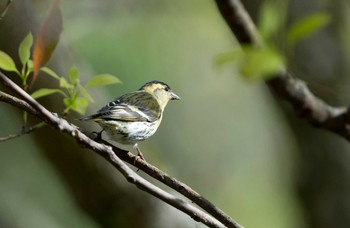 マヒワ 場所が不明 2021年4月3日(土)