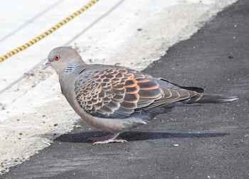 Oriental Turtle Dove 大阪府高槻市 Sun, 2/19/2017