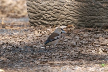 Hawfinch 秋ヶ瀬公園(ピクニックの森) Mon, 3/29/2021