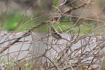 Siberian Long-tailed Rosefinch 秋ヶ瀬公園(ピクニックの森) Mon, 3/29/2021