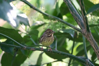 Masked Bunting 秋ヶ瀬公園(ピクニックの森) Mon, 3/29/2021