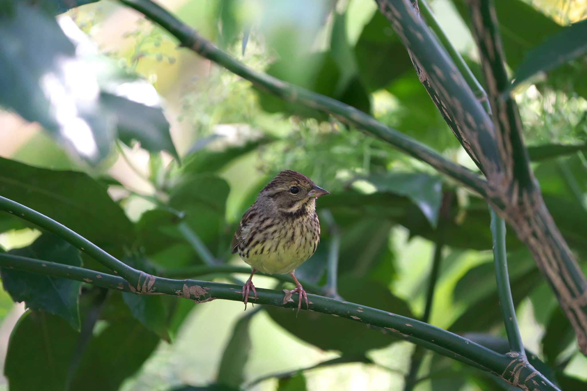 秋ヶ瀬公園(ピクニックの森) アオジの写真