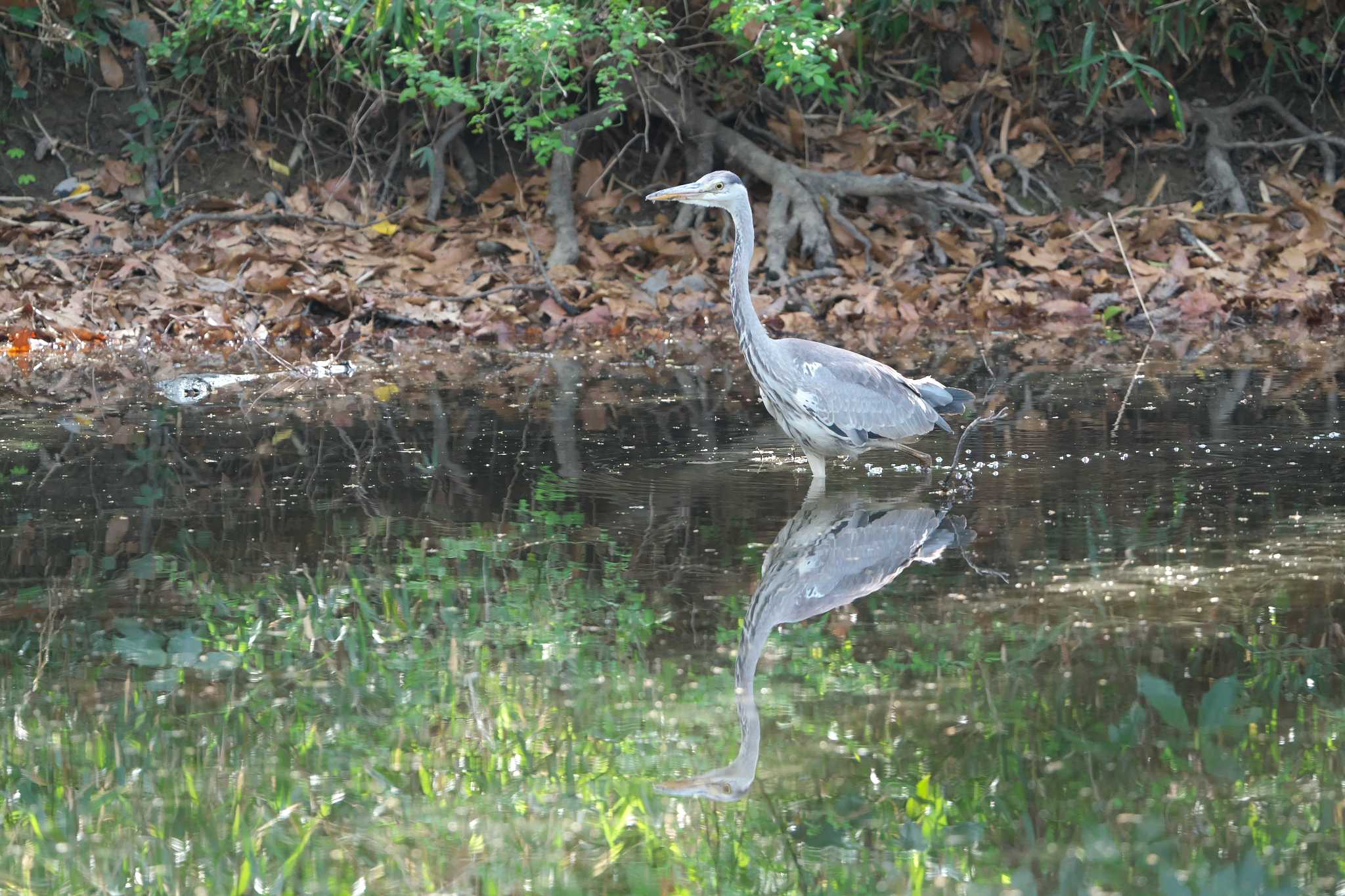 秋ヶ瀬公園(ピクニックの森) アオサギの写真