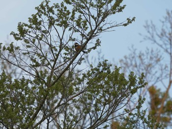 Fri, 4/9/2021 Birding report at Matsue Castle