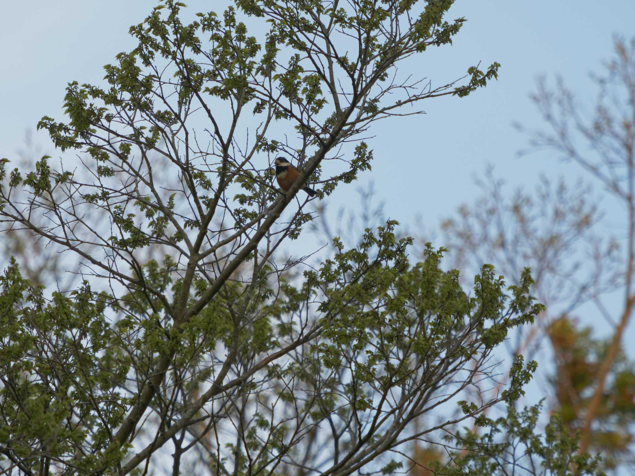 Photo of Varied Tit at Matsue Castle by ひらも