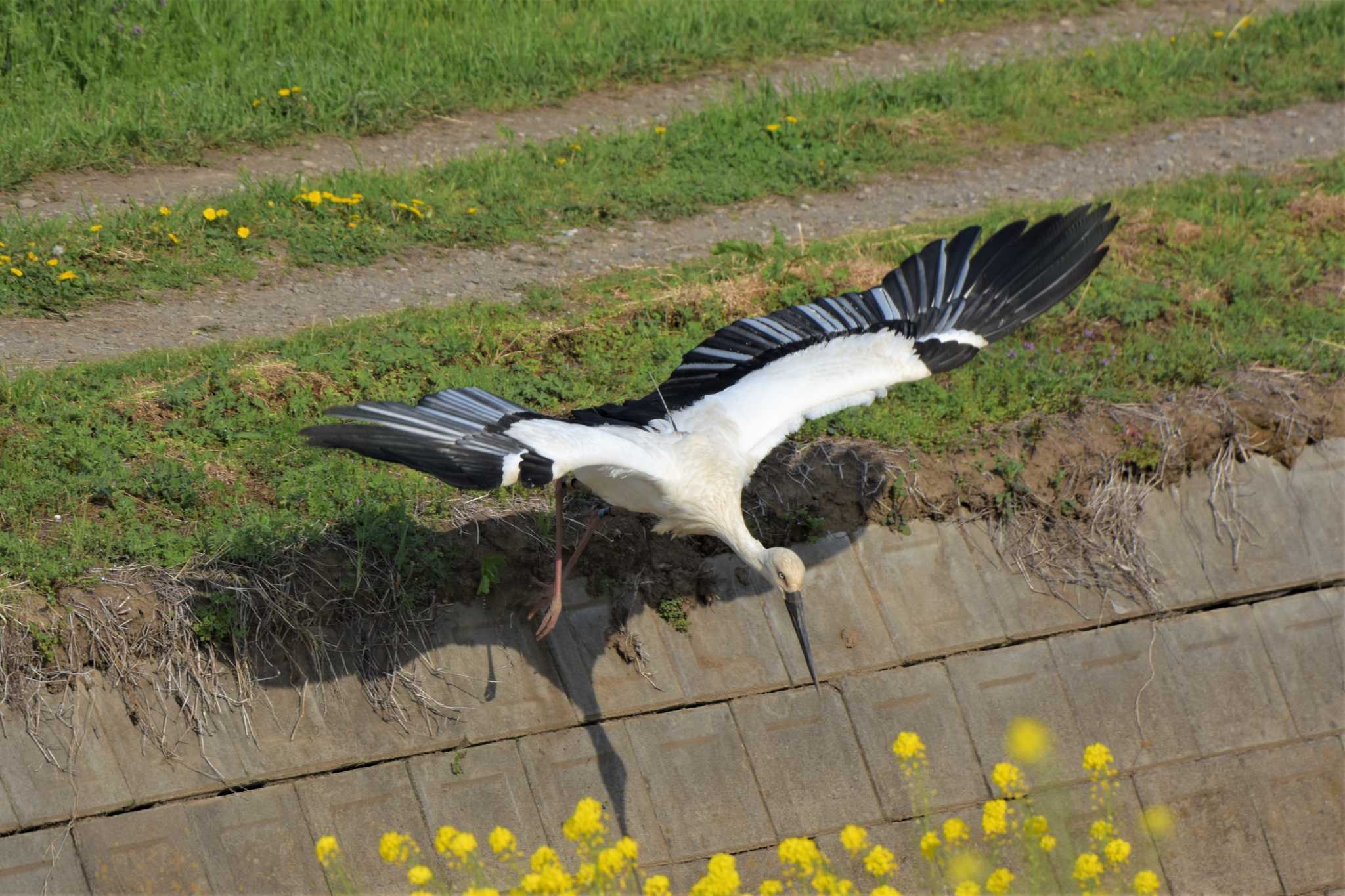 コウノトリ　ヒカル君