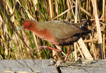 Ruddy-breasted Crake 大阪府大阪市 淀川 Sun, 2/19/2017