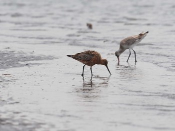 オオソリハシシギ ふなばし三番瀬海浜公園 2021年4月8日(木)