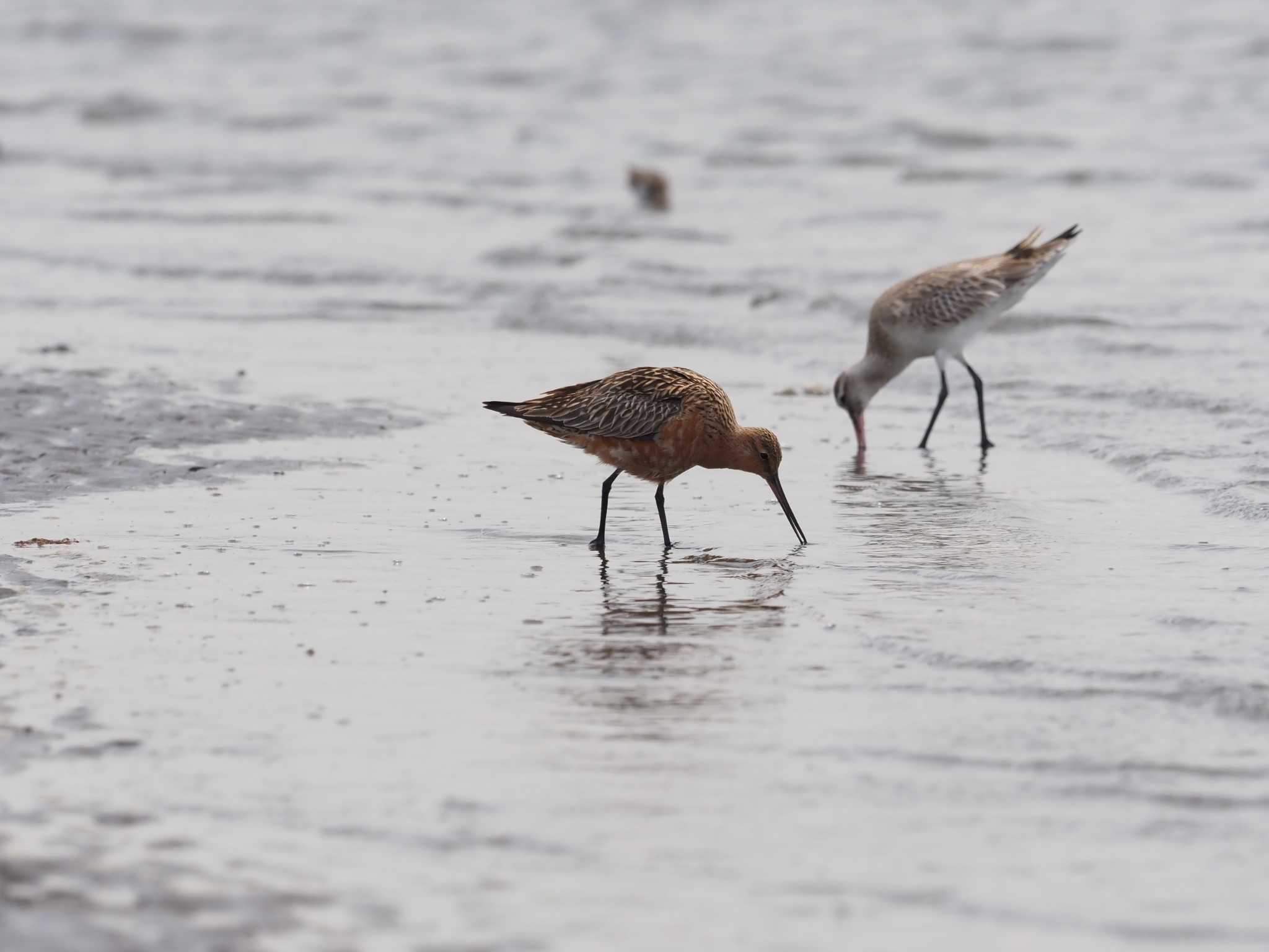 ふなばし三番瀬海浜公園 オオソリハシシギの写真