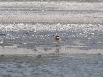 2021年4月8日(木) ふなばし三番瀬海浜公園の野鳥観察記録