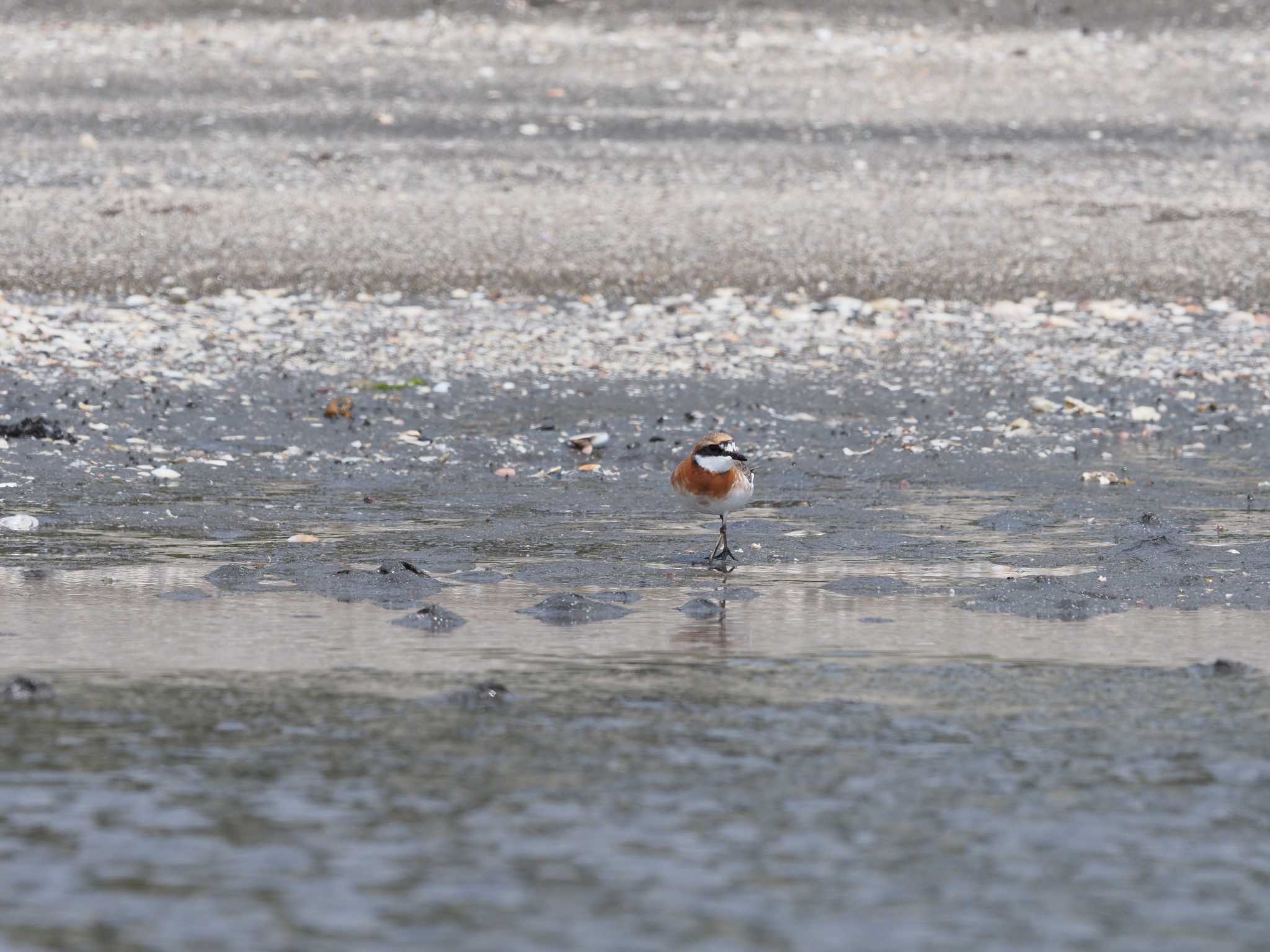 ふなばし三番瀬海浜公園 メダイチドリの写真