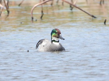 Fri, 4/9/2021 Birding report at 江井ヶ島(兵庫県明石市)