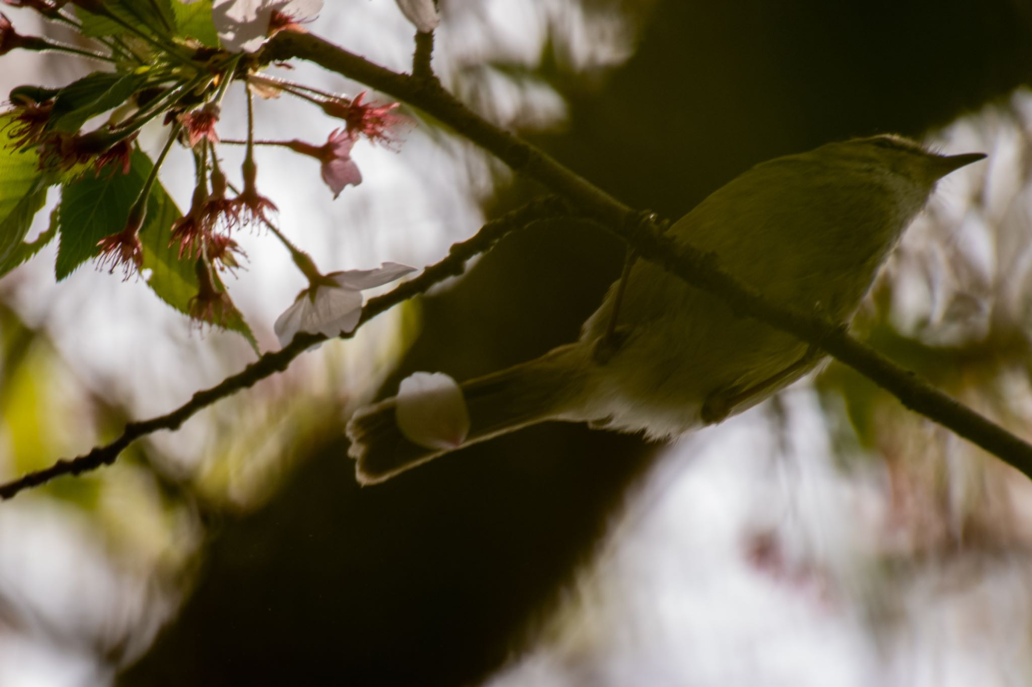 北本自然観察公園 ウグイスの写真 by Marco Birds