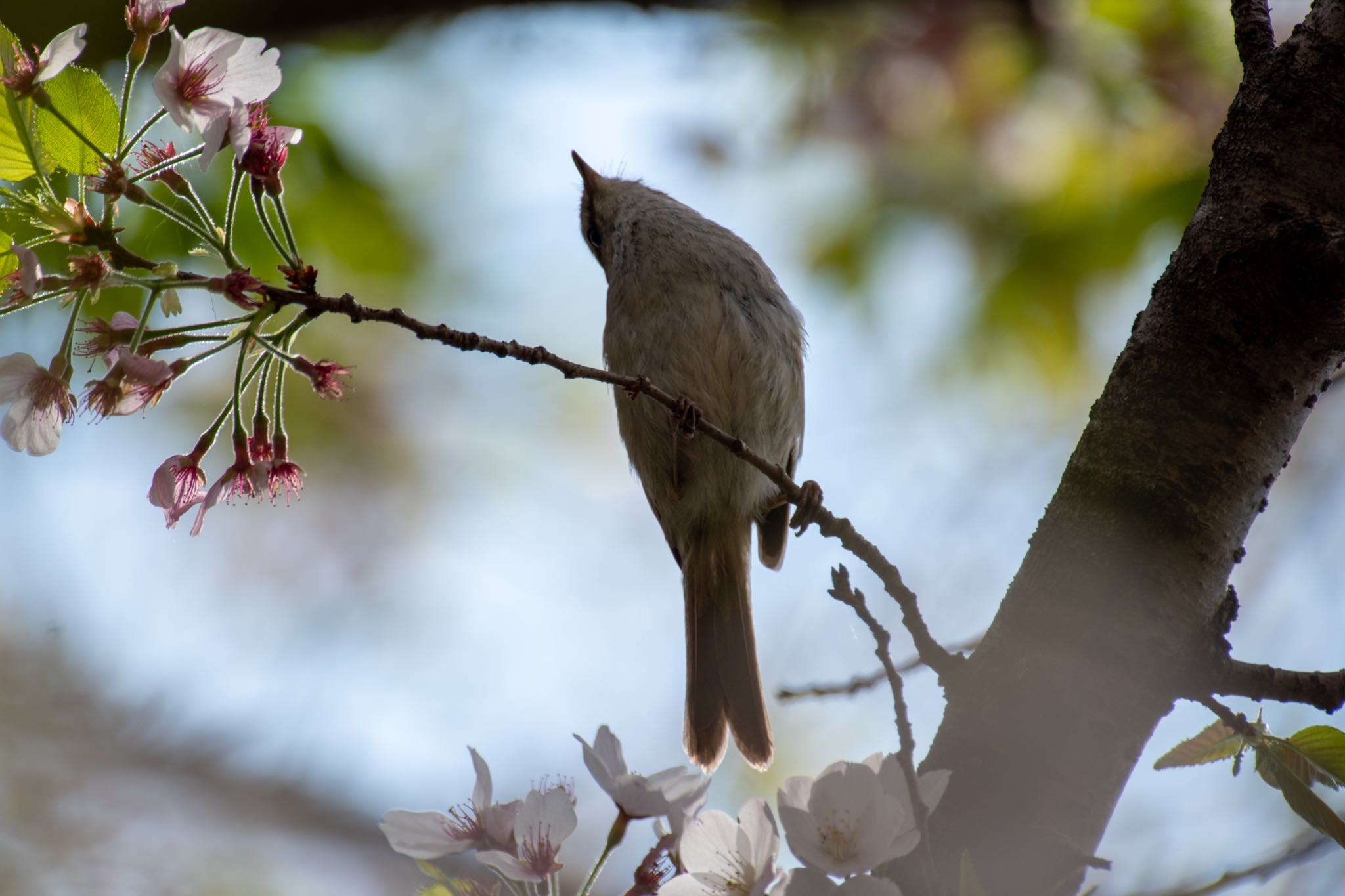 北本自然観察公園 ウグイスの写真 by Marco Birds