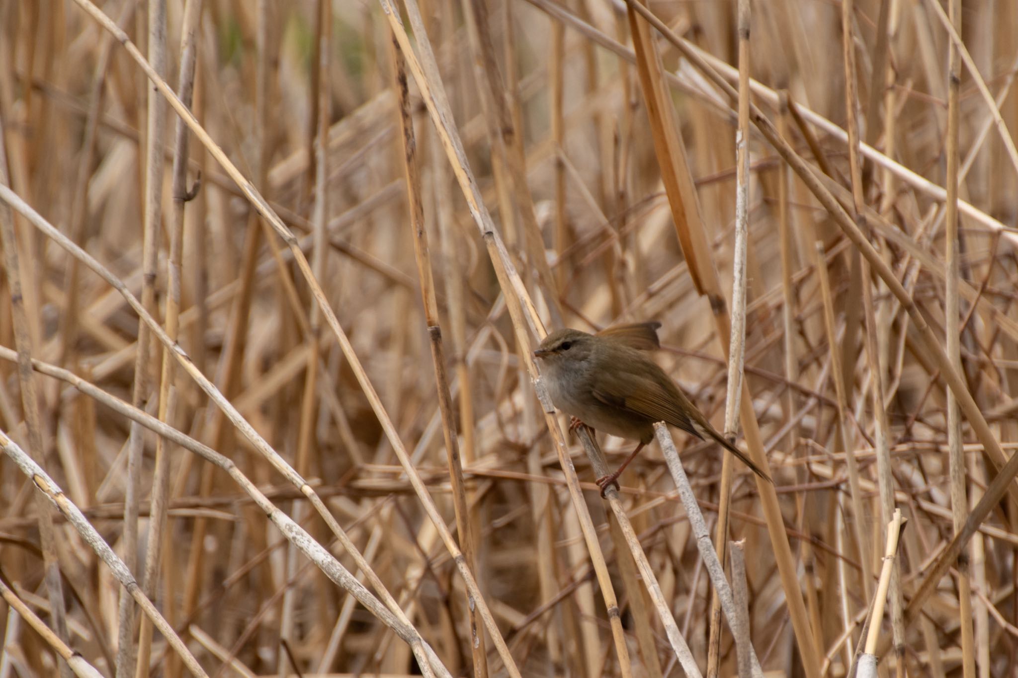 北本自然観察公園 ウグイスの写真 by Marco Birds