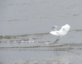 コサギ 葛西臨海公園 2021年4月9日(金)