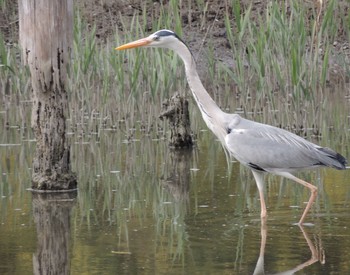 アオサギ 葛西臨海公園 2021年4月9日(金)