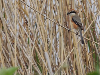 2021年4月9日(金) 葛西臨海公園の野鳥観察記録