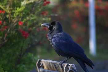 Large-billed Crow 菅田みどりの丘公園(横浜市神奈川区) Tue, 3/23/2021