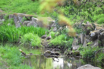 2021年4月4日(日) 稲城市　上谷戸大橋の野鳥観察記録