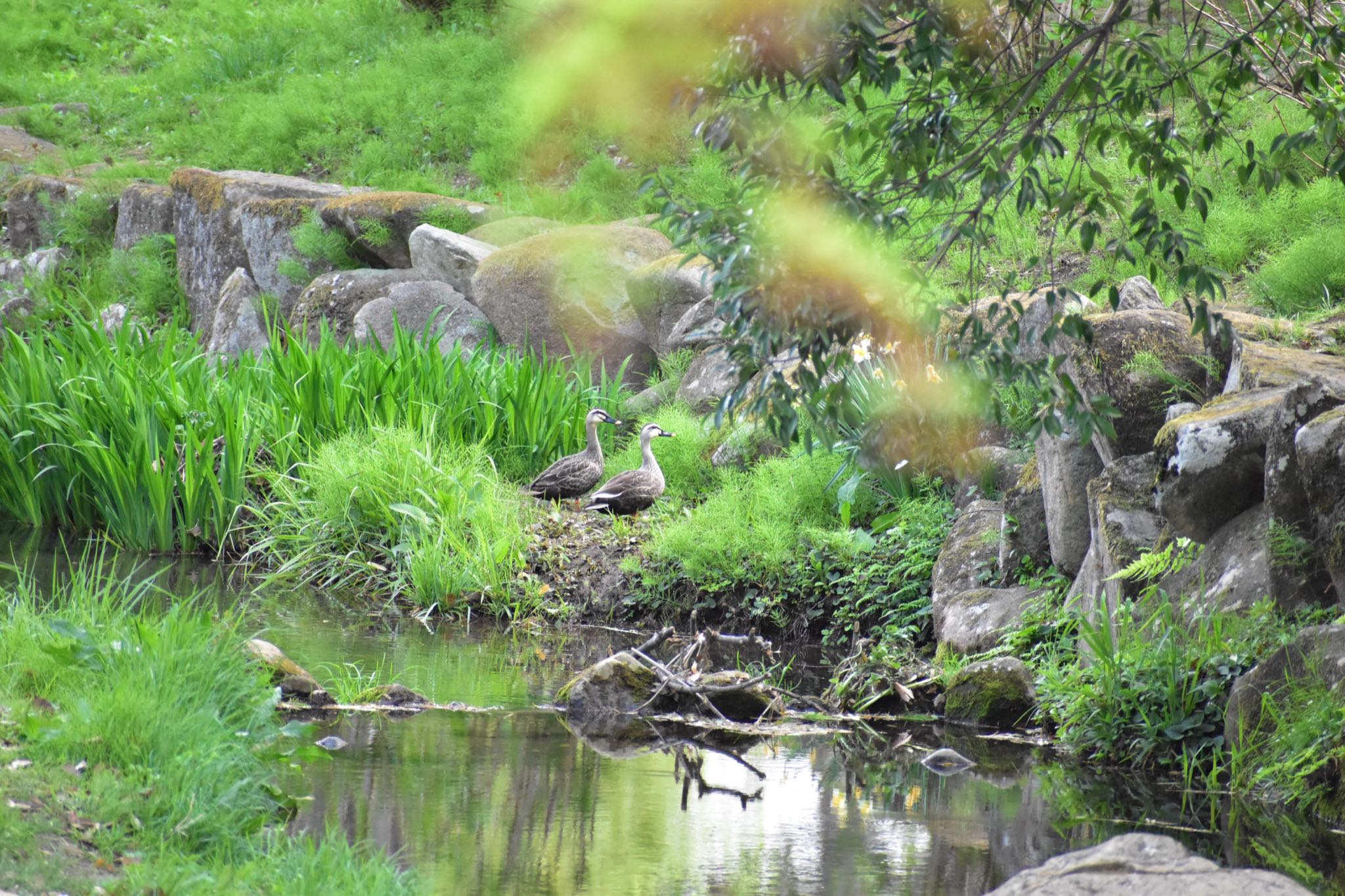 Eastern Spot-billed Duck