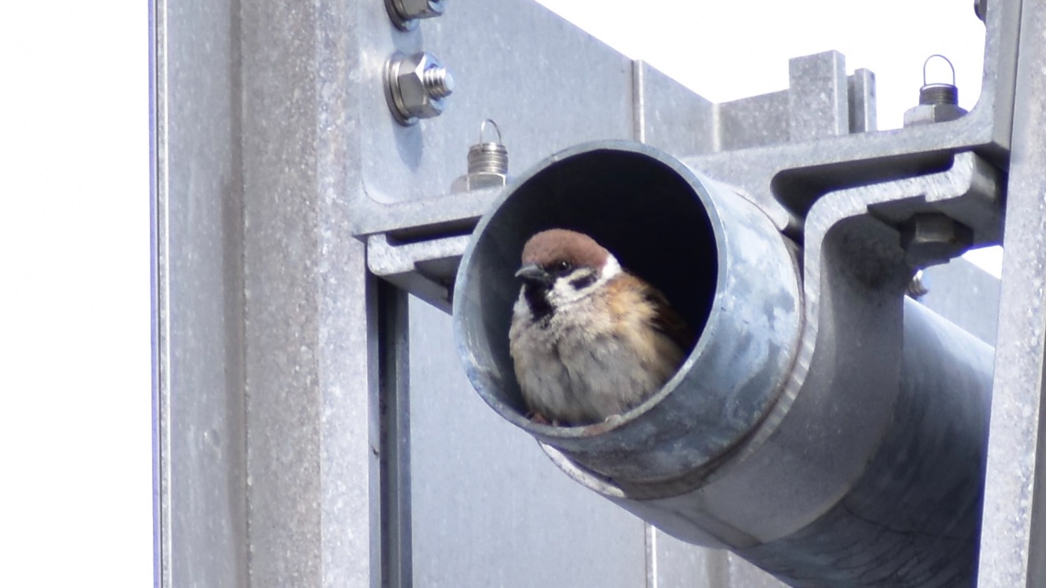 Eurasian Tree Sparrow