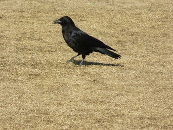 ハシボソガラス 岡山市後楽園 2017年2月19日(日)