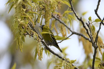 Sat, 4/4/2020 Birding report at Yatoyama Park
