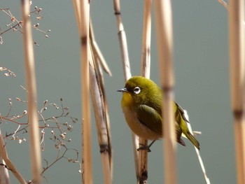 Warbling White-eye Nagai Botanical Garden Sun, 2/19/2017